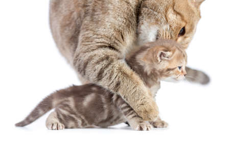 Animal cat mother and baby kitten isolated on white on white backgroundの写真素材