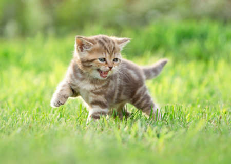 Young funny cat meowing in natureの写真素材