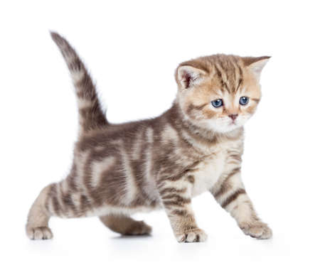 Young baby cat or kitten side view isolatedの写真素材