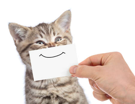 funny happy youmg cat portrait with smile on cardboard isolatedの写真素材