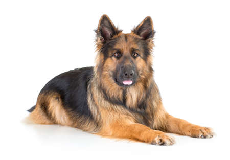 German shepherd long-haired dog lying isolatedの写真素材