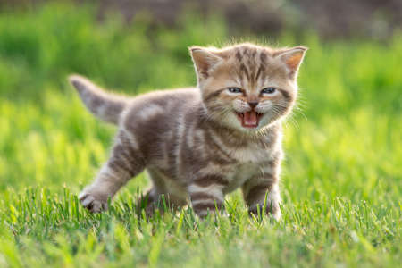 Young cute cat meowing outdoorの写真素材