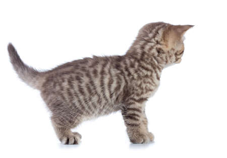 Walking cat side view isolated on whiteの写真素材