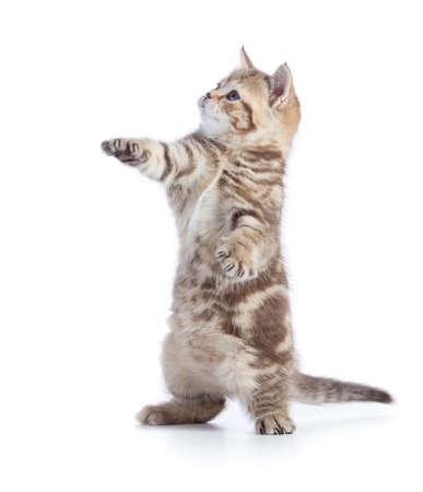 Funny cat standing isolated with paw upの写真素材