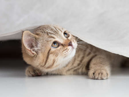Funny cat looking up from under white curtainの写真素材