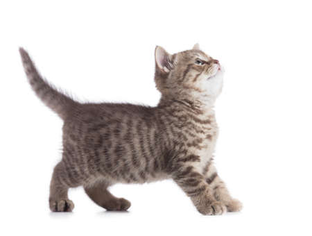 Standing cat looking up isolated on whiteの写真素材