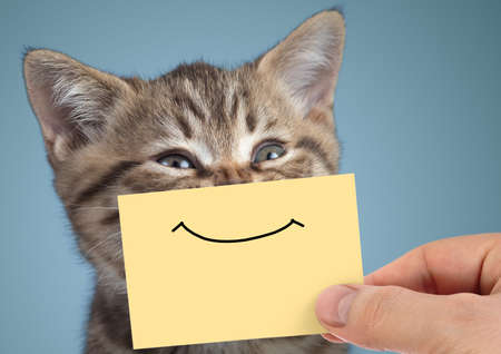 happy cat closeup portrait with funny smile on cardboardの写真素材
