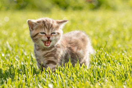 Funny cat meowing in green grassの写真素材