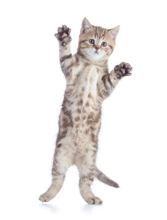 cat jumping isolated on whiteの写真素材