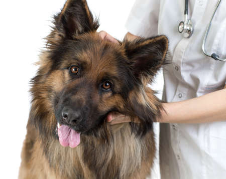 Shepherd dog pet and veterinary doc isolated on whiteの写真素材