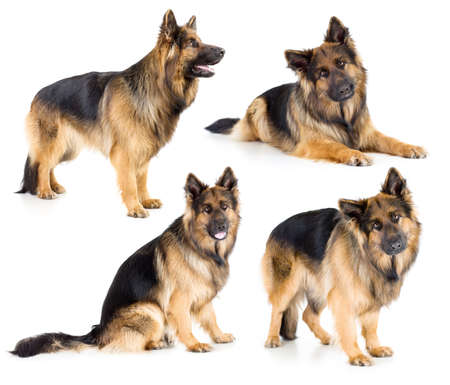German shepherd long-haired dog set isolatedの写真素材