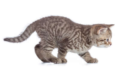 steal cat isolatedの写真素材