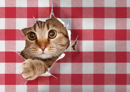 British cat looking through hole in paper picnic tableclothの写真素材