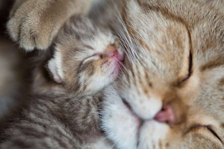 cat mother and sleeping kitten togetherの写真素材