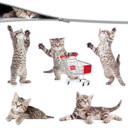 Cats set isolatedの写真素材