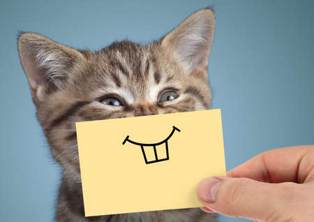 happy crazy cat portrait with funny smile on blue backgroundの写真素材
