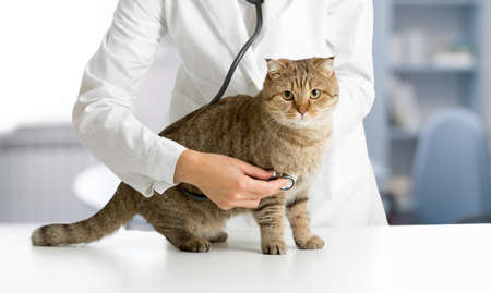 Cat in veterinarian hospital checkup by doctorの写真素材