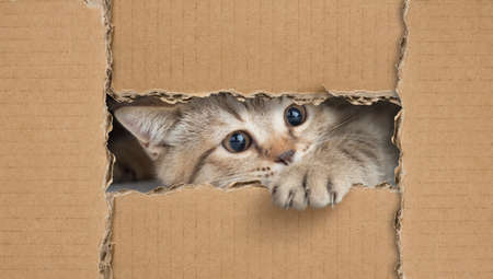 Little cat looking through cardboard holeの写真素材