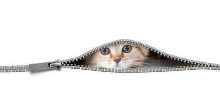 cat looking through the open zipper hole isolated on whiteの写真素材