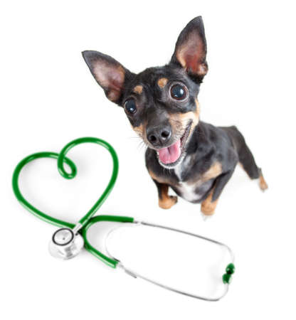 Veterinary for dogs and other pets . Dog standing and stethoscope top view standing isolated.の写真素材