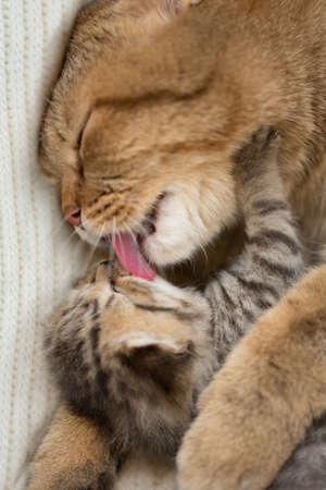 Lovely mother cat licking kitten that takes it with great pleasureの写真素材