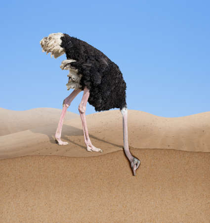 ostrich with head burying in sandの写真素材