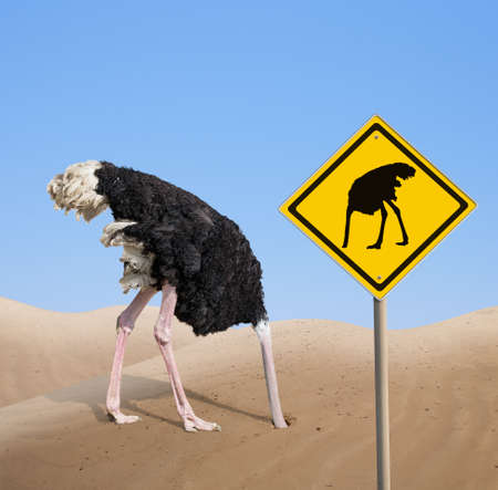 ostrich with head hidden in sand with traffic signの写真素材