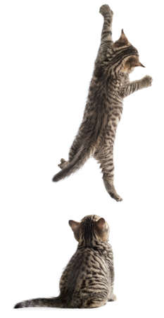 Funny cats hanging and sitting isolatedの写真素材