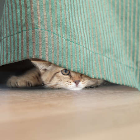 funny cat stealing behind curtainの写真素材