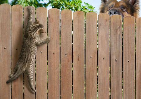 Funny kitten hanging on fence and big dog behindの写真素材