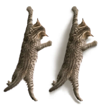 Funny kitten with shadow and without one hanging isolated on whiteの写真素材