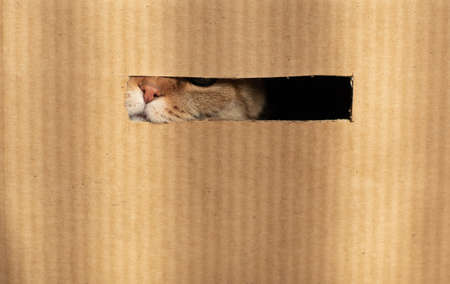 cat nose through cardboard holeの写真素材