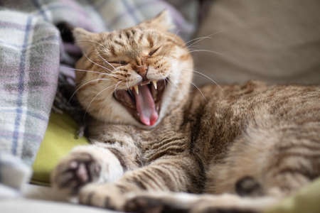 yawning cat on cosy sofaの写真素材