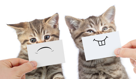 funny cats with opposite emotions one happy and another unhappy or sad isolatedの写真素材