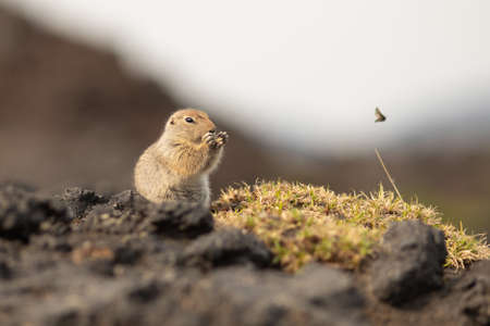 Sitting Arctic ground squirrel or parka in Kamchatka near Tolbachik volcanoの写真素材