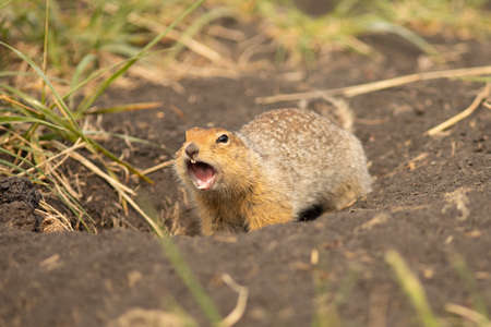 Screaming arctic ground squirrel or parka in Kamchatka near Tolbachik volcanoの写真素材