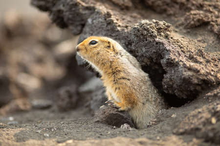 Arctic ground squirrel or parka in Kamchatka near Tolbachik volcanoの写真素材
