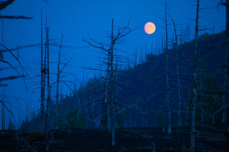 Dead forest near Tolbachik volcano in night time with full moonの写真素材