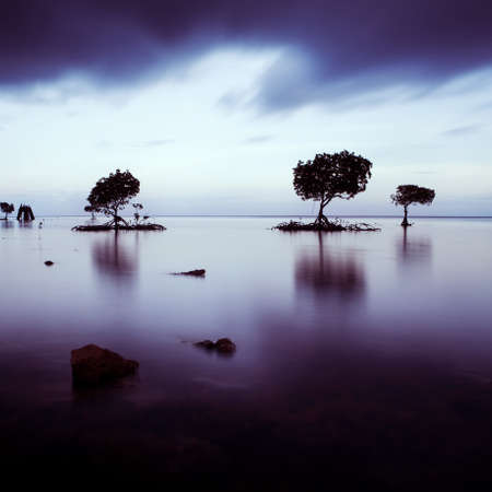 Mangrove trees