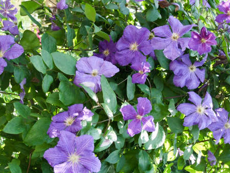 a variety of white and purple flowersの写真素材