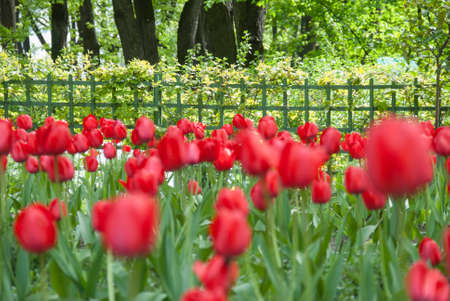 beautiful blooming red tulips. Summer background blurの写真素材