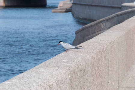 Seagull sitting on the parapet of the city's waterfront. close-up