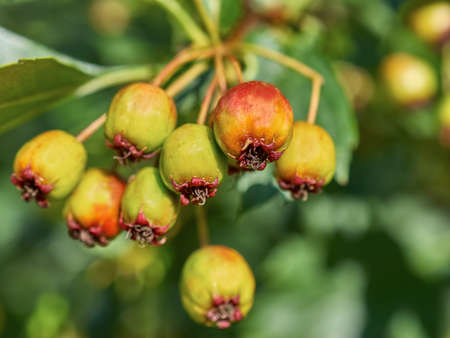 ripening fruits deciduous tree closeup
