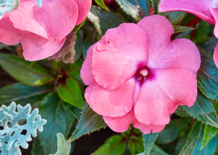 the bloom of a wild Orchid close upの写真素材