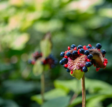 closeup of the peony bloomingの写真素材
