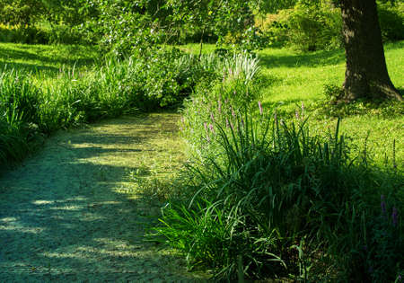 summer wetland pond the bright sunの写真素材