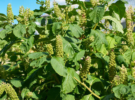 the chestnut trees in the summer gardenの写真素材