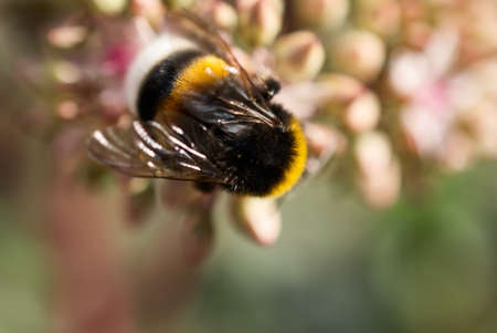 bee collecting nectar on a flower closeup