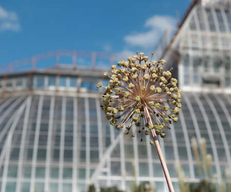 the flower on the blue sky backgroundの写真素材