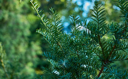 spruce branch on blurred backgroundの写真素材
